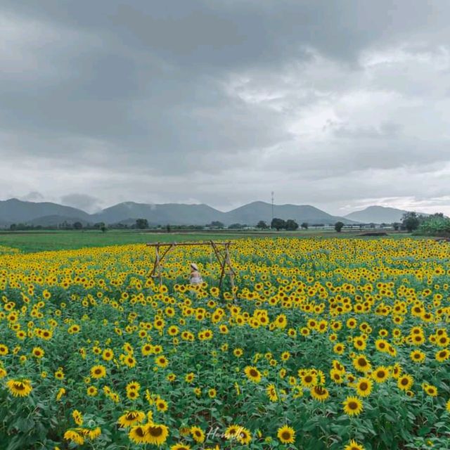 ทุ่งทานตะวัน เขาจีนแล วิวสวย มุมถ่ายรูปเพียบ