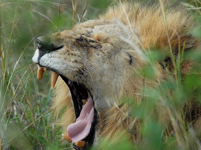 東非masai Mara 帳幕酒店動物大遷徙
