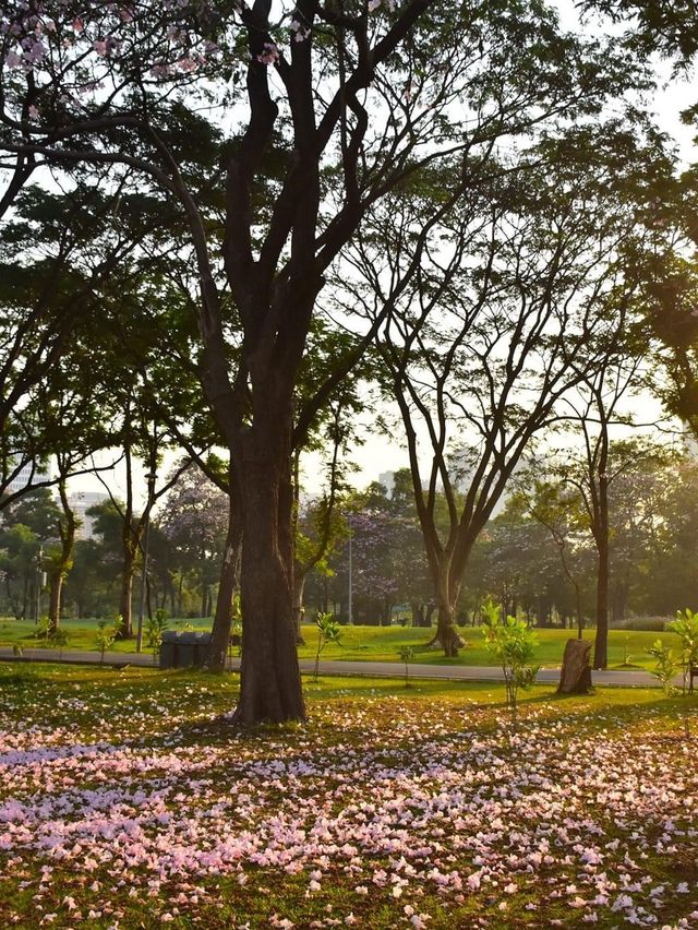 สวนวชิรเบญทัศ 🍃🌳☘️🍀🪵