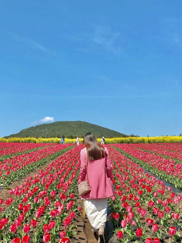 제주의 봄꽃 명소 3곳✨보롬왓, 녹산로, 오설록