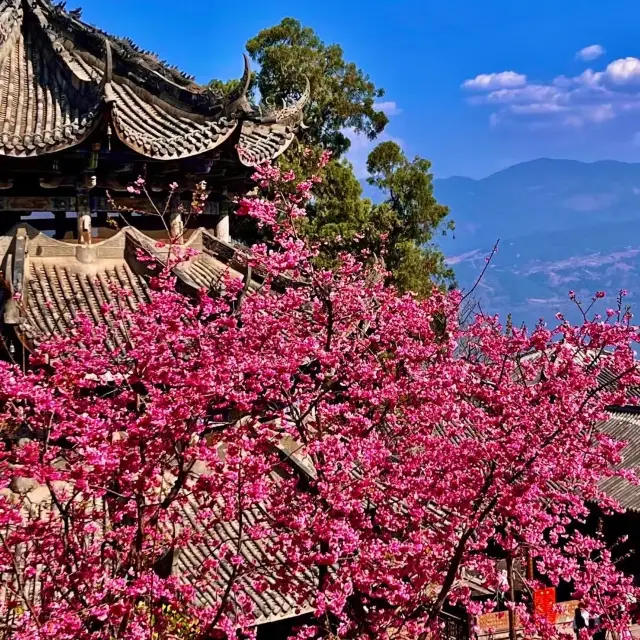 瀘山光福寺嘅富士樱🌸