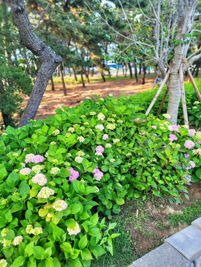 부산 해운대 송림공원에 핀 5월의 수국💐🌳