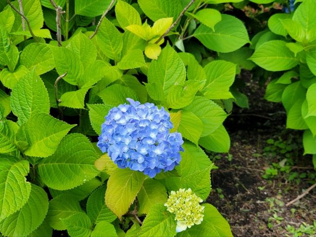「東京観光名所」浅草寺