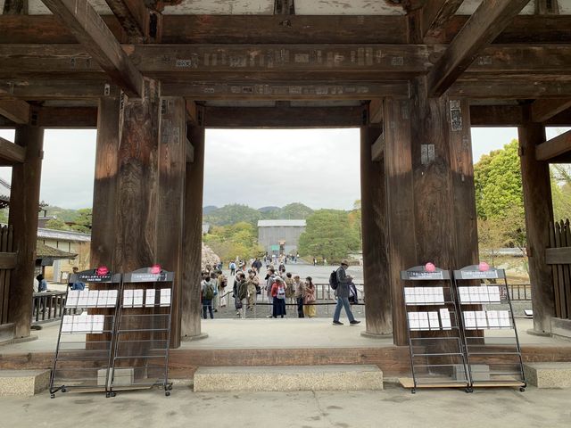 京都　京都観光　京都仁和寺の桜に圧倒される2023