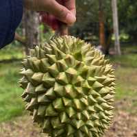King of fruit! 