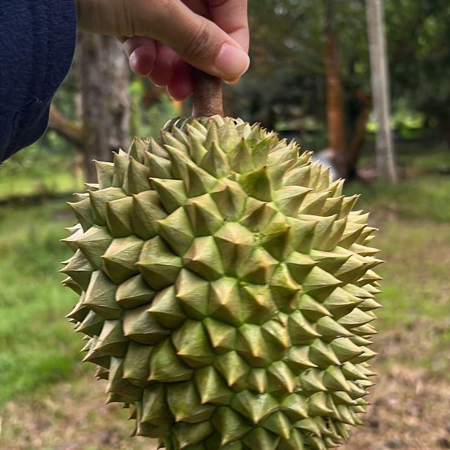 King of fruit! 