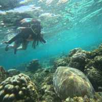 MoalBoal, Cebu sardines and turtle