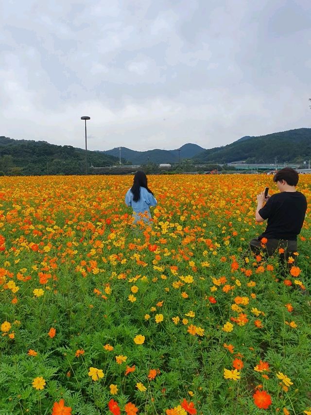 금호꽃섬 황화코스모스💛