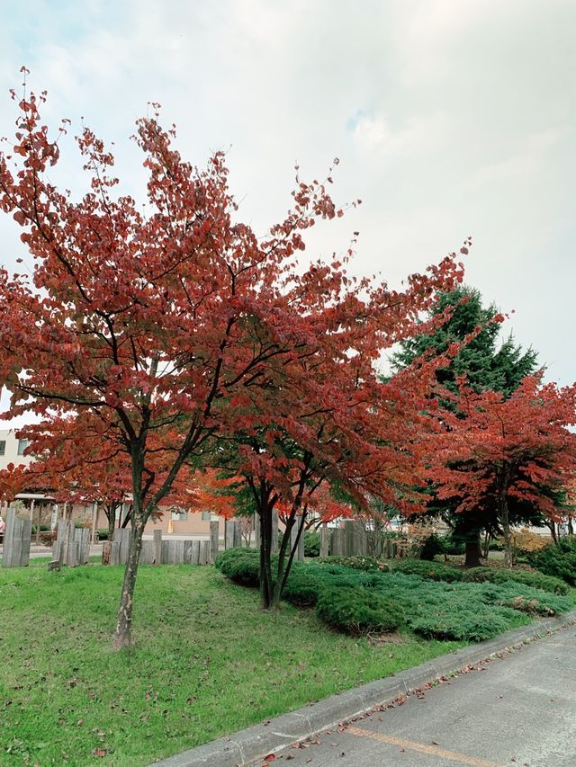 北海道　北海道観光　JR恵庭駅前のロータリーの紅葉が見頃！