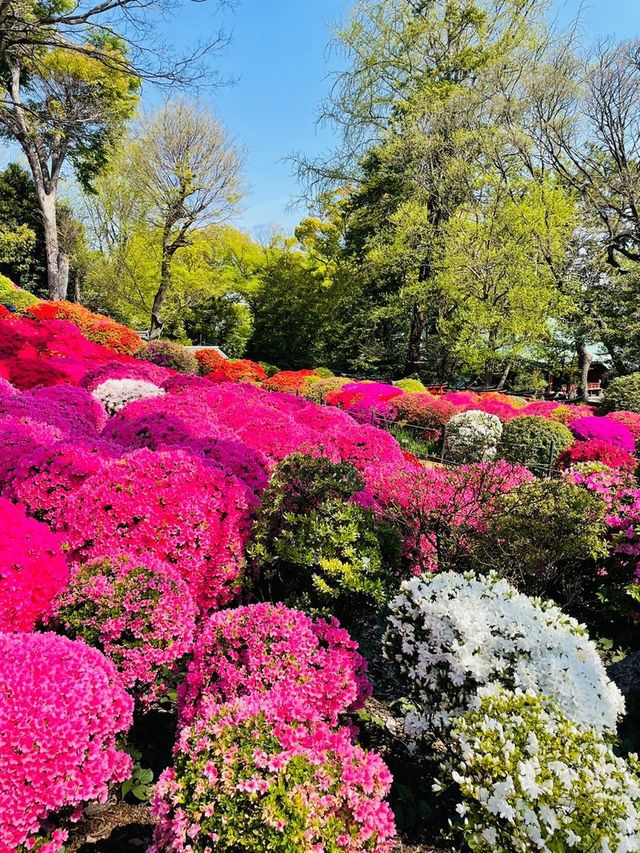 【東京/根津神社】文京つつじまつり