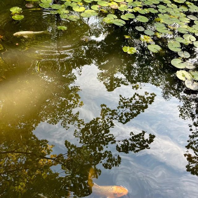 京都南禪寺🙏🏻禪修之旅中的和諧花園 🍵🌸