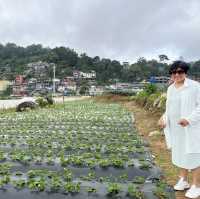 Strawberries in Baguio