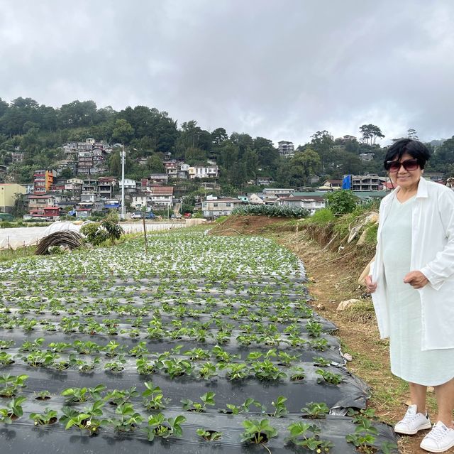 Strawberries in Baguio