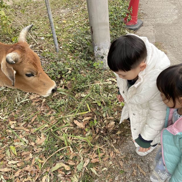 兔年好大家好探訪新界原居民