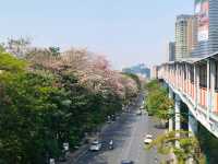 ชมพู่พันธุ์สวนจตุจักร