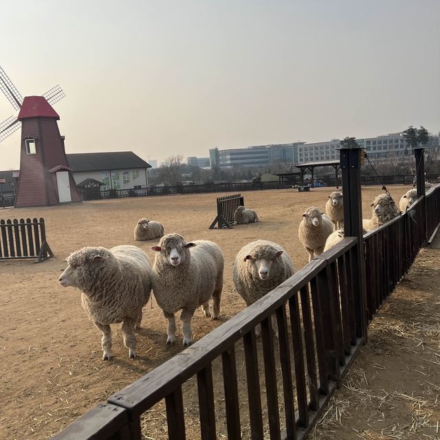 동물과 소통하고 체험이 가능한 곳!! <안성 팜랜드>