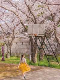 🌸벚꽃 피크닉 가능한 곳🌸