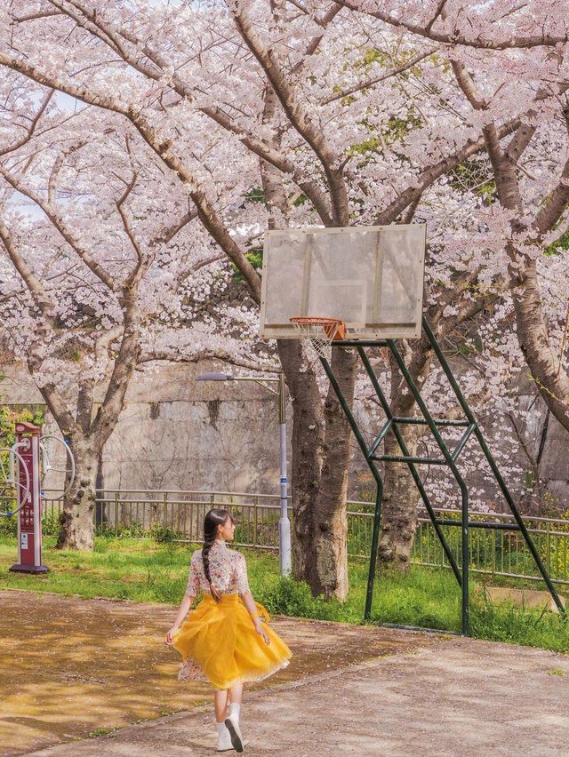 🌸벚꽃 피크닉 가능한 곳🌸