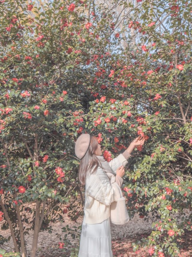 부산에 있는 동백 명소 화명생태공원♥️✨