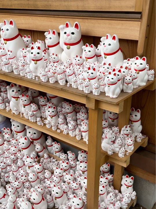 🇯🇵東京🫶🏻愛貓之人必去地方🐱❤️豪德寺📸