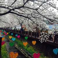 죽기전에 꼭 가봐야할 명소 / 진해 군항제 당일치기 💕💘