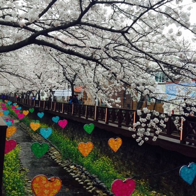 죽기전에 꼭 가봐야할 명소 / 진해 군항제 당일치기 💕💘