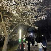 수원 벚꽃여행 🌸 바로 여기! ‘만석공원’ 