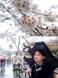 下雨天的櫻花樹 吉祥寺井之頭公園