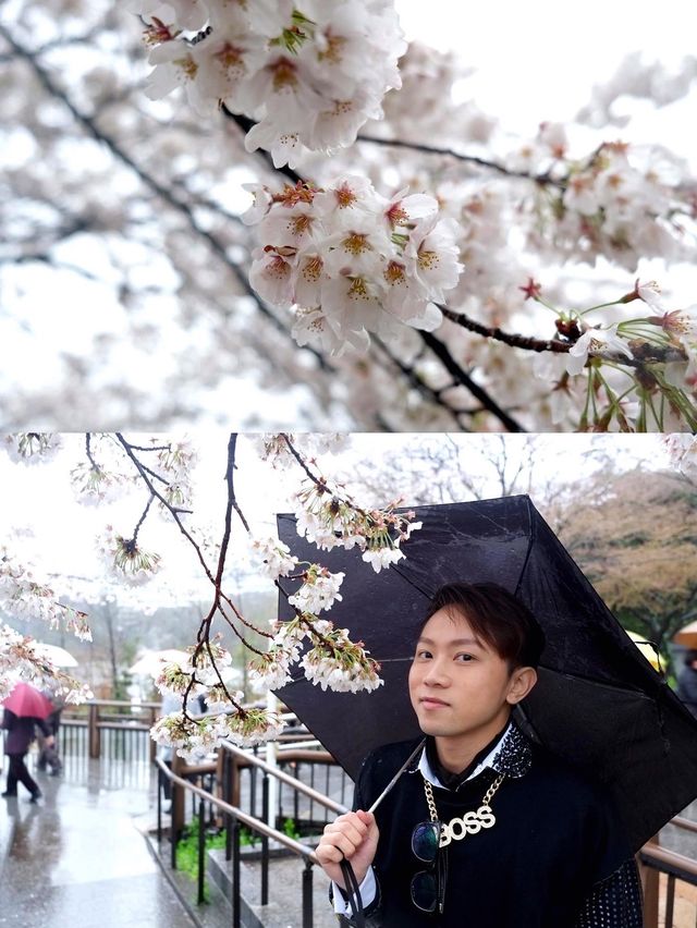 下雨天的櫻花樹 吉祥寺井之頭公園