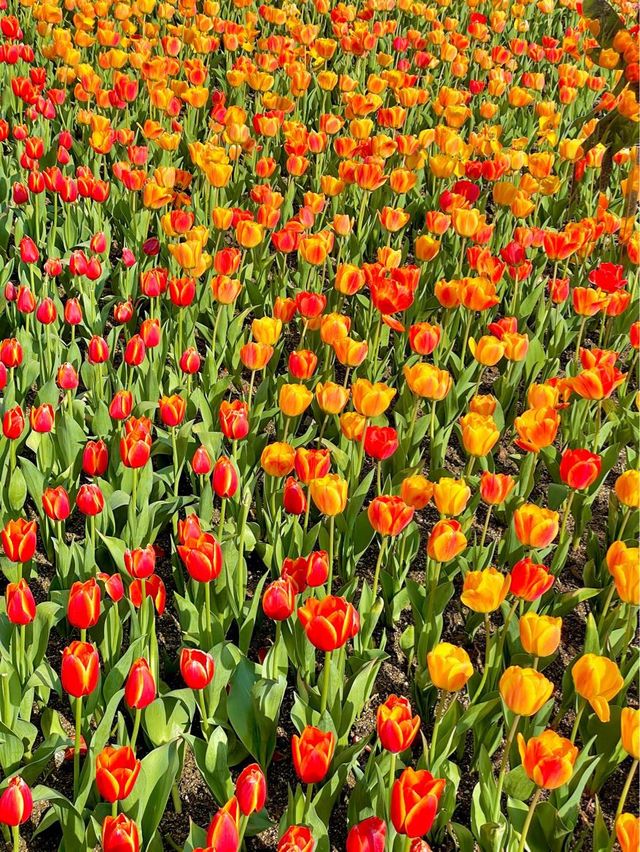 에버랜드는 지금 튤립축제중🌷🌷🌷