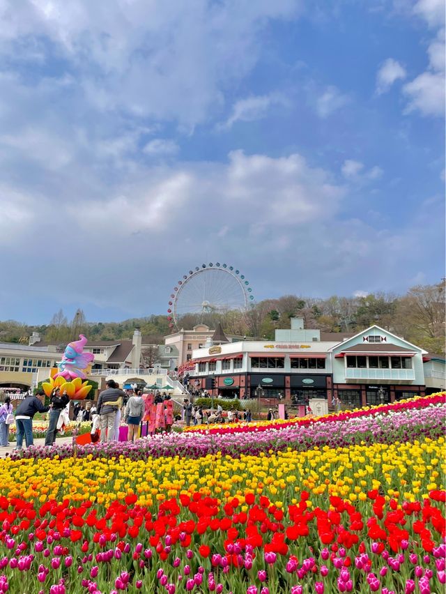 에버랜드는 지금 튤립축제중🌷🌷🌷