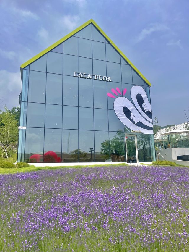 💜의왕 타임빌라스 라벤더 봄꽃💜