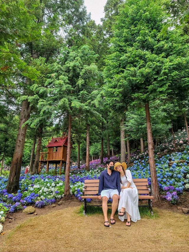 올해도 역대급 수국천국 예정인 보성 숲정원 윤제림🩷