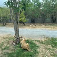 泰國曼谷野生動物園
