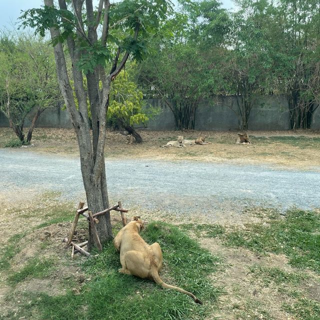 泰國曼谷野生動物園