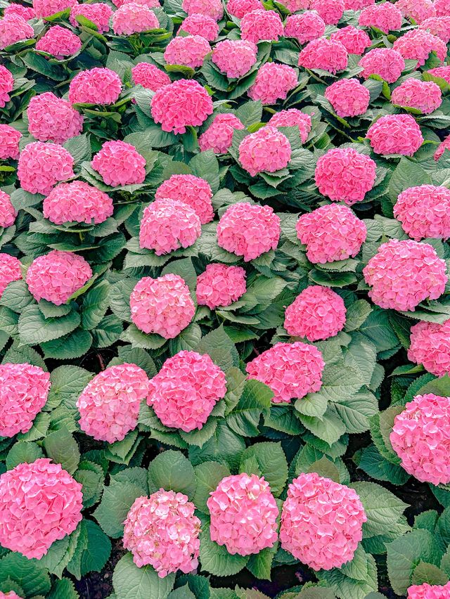 빈원더스 나트랑 꿀팁 : 식물원에서 쉬어가기🌺🌬️