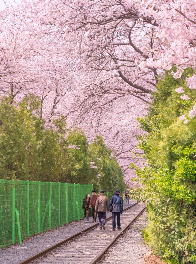 핑크빛 가득한 기차길 경화역