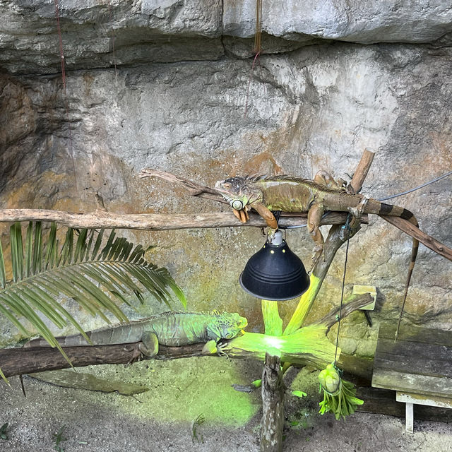 Butterfly Farm