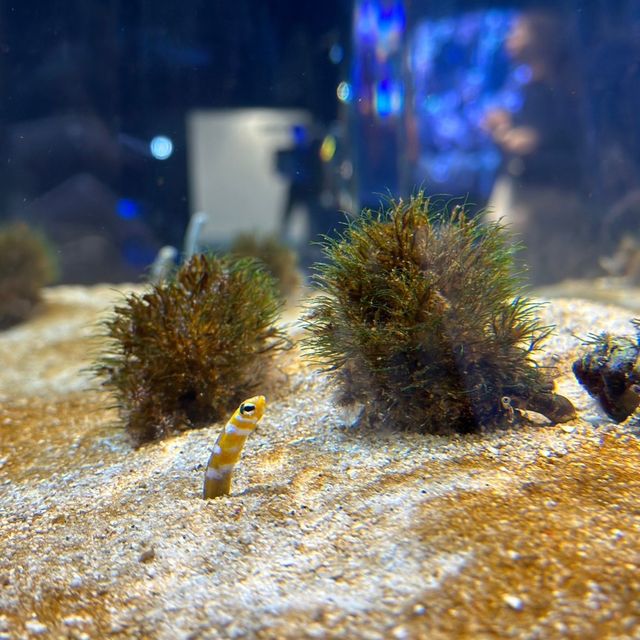 🇯🇵沖縄 DMMかりゆし水族館