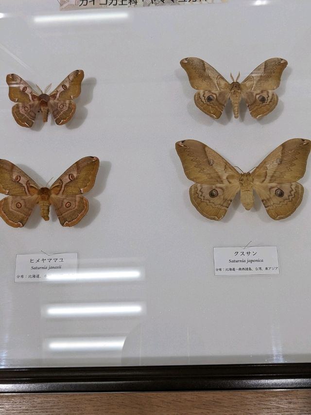 【大阪箕面】箕面の森と虫のミュージアム