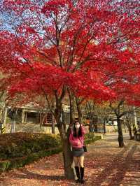 댕댕이와 함께하는 단풍 명소🍁❤️
