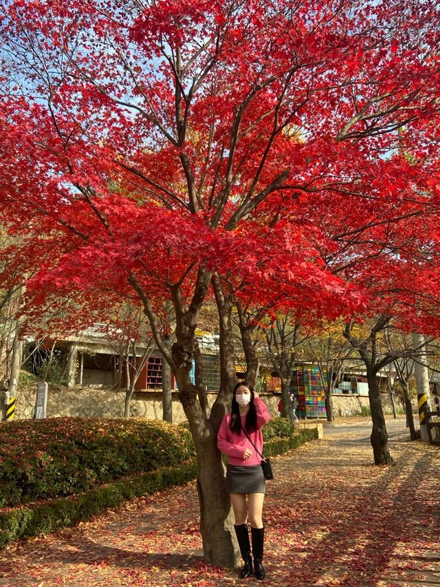 댕댕이와 함께하는 단풍 명소🍁❤️