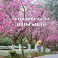 ดอกซากุระบาน @ดอยอ่างขาง 