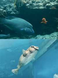 日本｜第一次來沖繩必到訪的美麗海水族館🪸