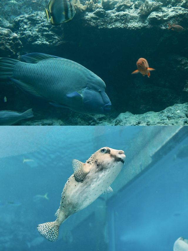 日本｜第一次來沖繩必到訪的美麗海水族館🪸