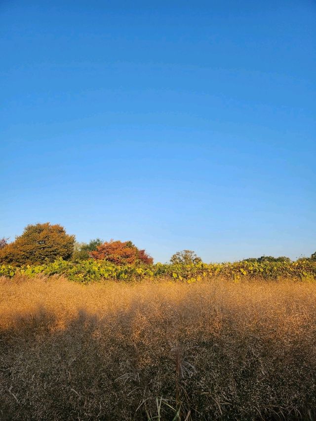 경주 첨성대, 핑크뮬리, 갈대밭, 해바라기 뷰 맛집 코스!!