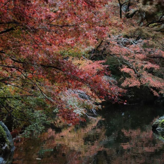 🍁🏯 中將庵～禪意自然日式庭院，紅葉美景如詩！🌿🍂🍁