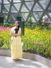 Miracle of Natural..ดอกทิวลิปบานที่ระยอง