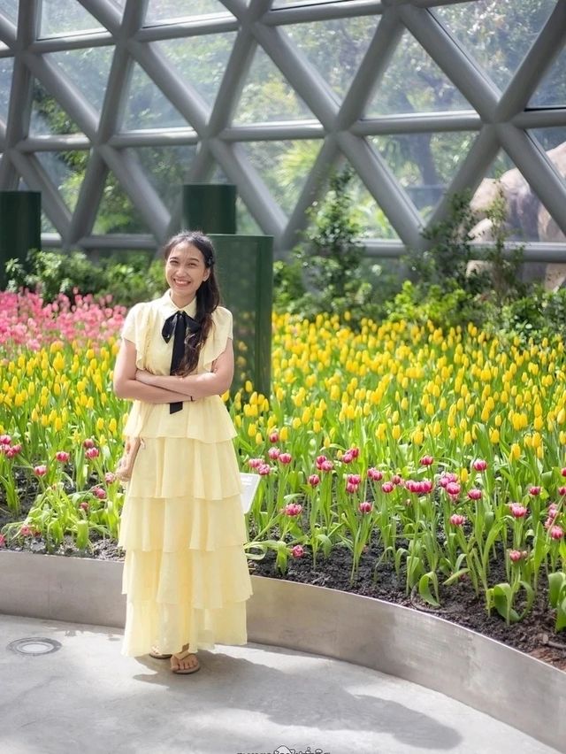 Miracle of Natural..ดอกทิวลิปบานที่ระยอง