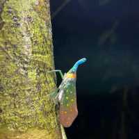 Tabin Wildlife Reserve @ Sabah, Malaysia